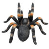 387213_Red_Kneed_Tarantula_4 Figurina Tarantula - MJ387213