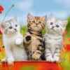 Puzzle Aventura Pisicutelor, 2X12 Piese - RVSPC07626