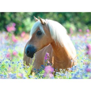 Puzzle Calut Pe Camp De Flori, 300 Piese - RVSPC13294