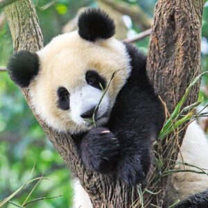 Puzzle Panda, Leu Si Tigru, 3X49 Piese - RVSPC05666