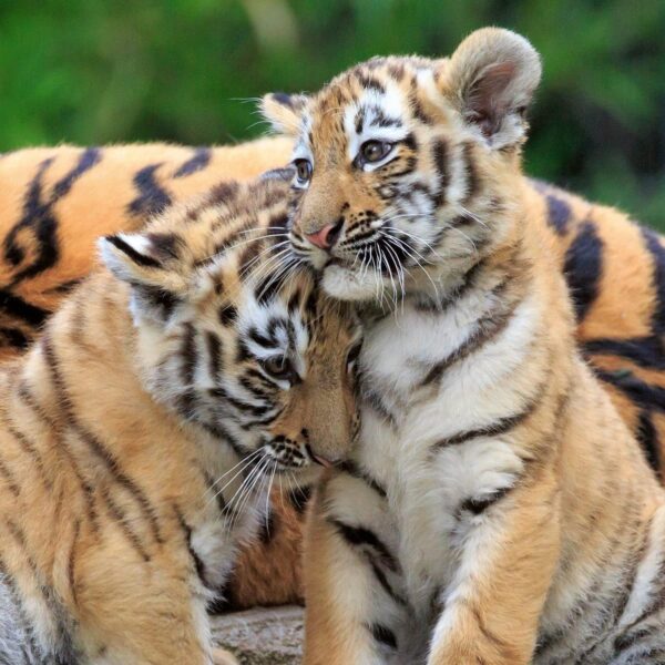 Puzzle Panda, Leu Si Tigru, 3X49 Piese - RVSPC05666