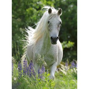 Puzzle Cal Alb, 100 Piese - RVSPC12927
