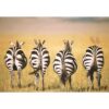 Puzzle Zebre In Savana, 300 Piese - RVSPA13312