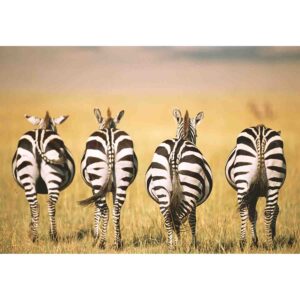 Puzzle Zebre In Savana, 300 Piese - RVSPA13312