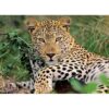 Puzzle Leopard, 100 Piese - RVSPC13345