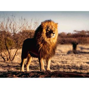 Puzzle Leu Regele Animalelor, 1500 Piese - RVSPA17107
