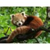 Puzzle Panda Rosu, 500 Piese - RVSPA17381