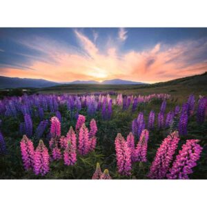 Puzzle Camp Cu Lupin, 500 Piese - RVSPA17492