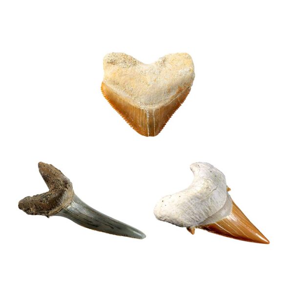 National Geographic - Kit Creativ Sa Cautam Dinti De Rechini - NG29660